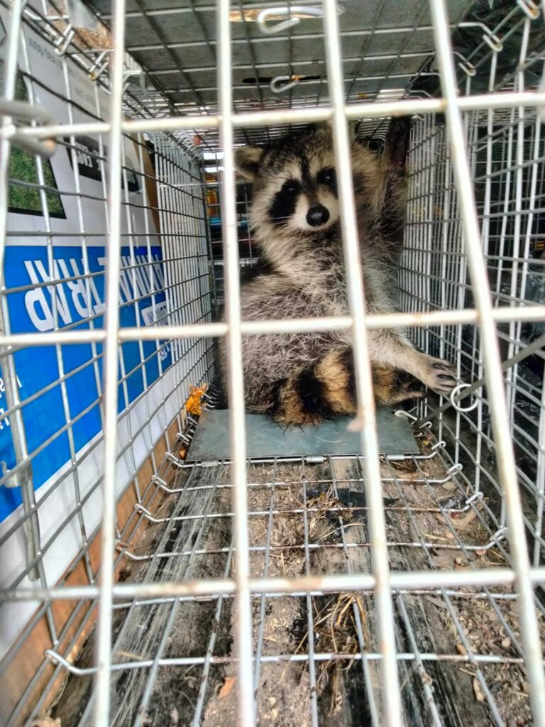 Pioneer Pest Control