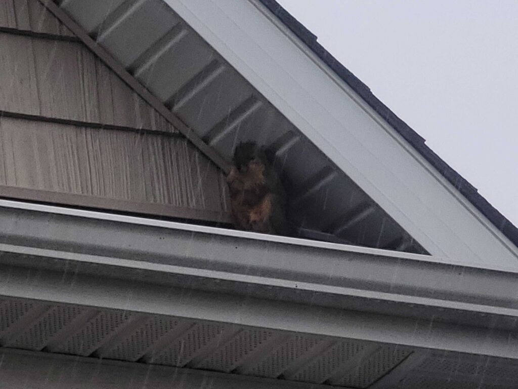 Pioneer Pest Control