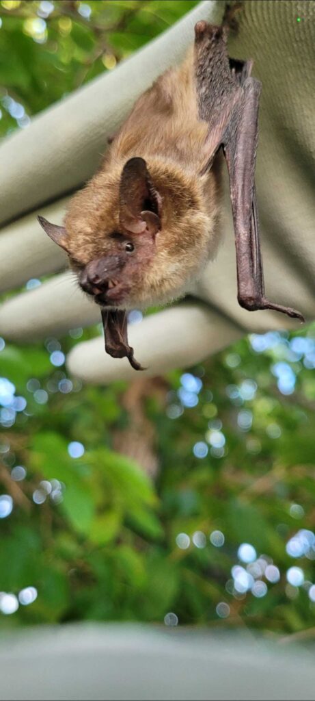 Pioneer Pest Control