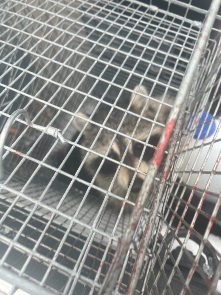 Pioneer Pest Control