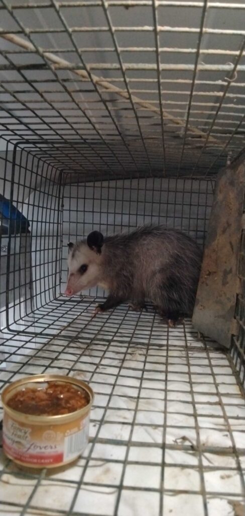 Pioneer Pest Control